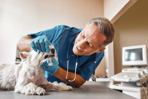 Best Dental Abscess Treatment in Jonesboro, AR